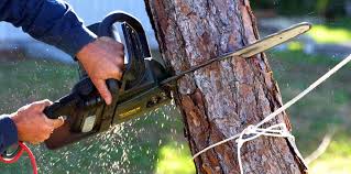 How Our Tree Care Process Works  in Homeland, CA